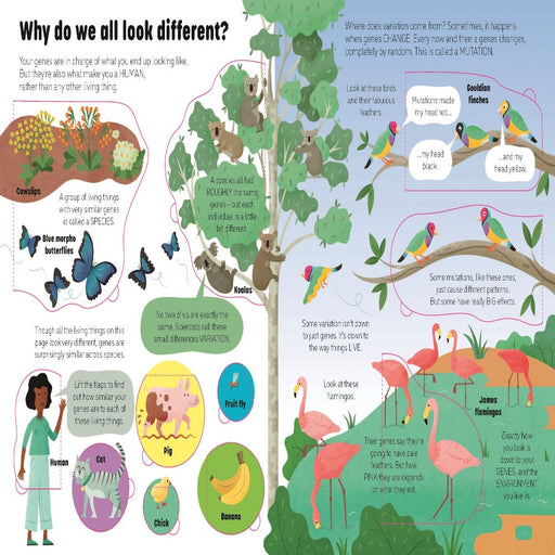 An Usborne Flap Book See Inside Genes And Dna