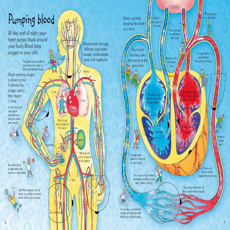 An Usborne Flap Book See Inside Your Body