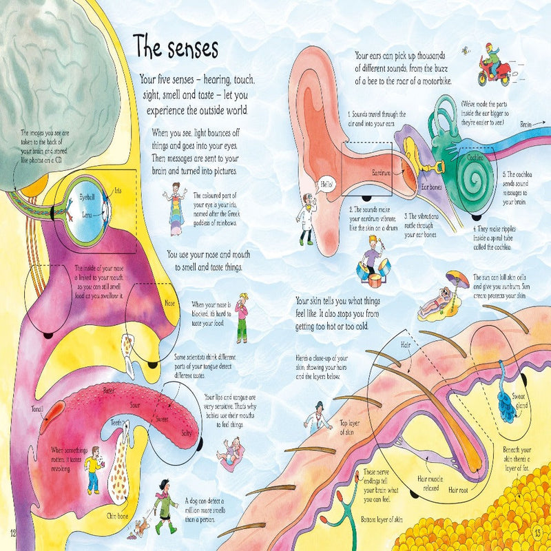 An Usborne Flap Book See Inside Your Body