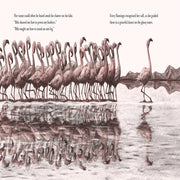 Bibi Picture Book