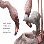 Bibi Picture Book