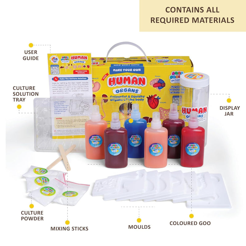 Diy Science Human Organs Squish Kit