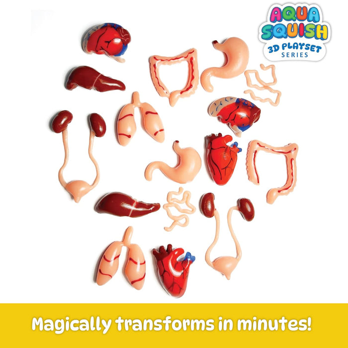 Diy Science Human Organs Squish Kit-Novelty Toys-Diy Science-Toycra