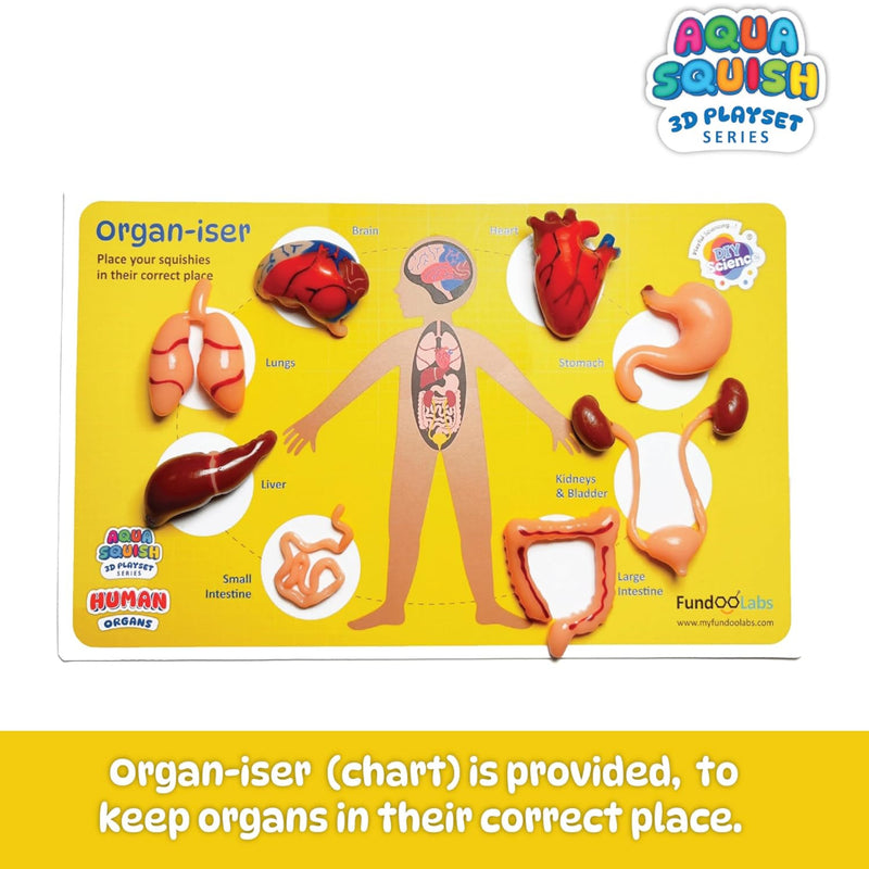 Diy Science Human Organs Squish Kit