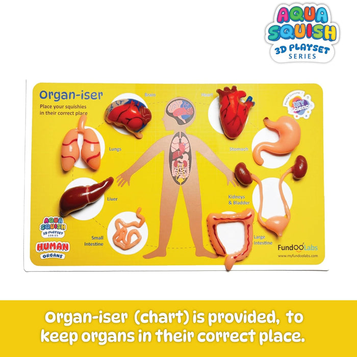 Diy Science Human Organs Squish Kit-Novelty Toys-Diy Science-Toycra