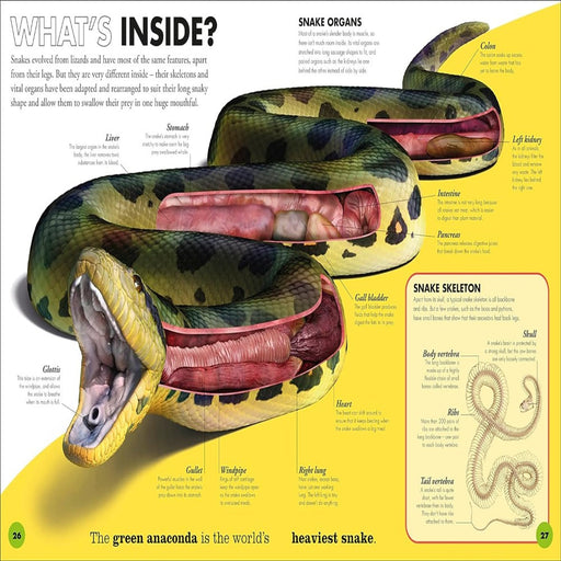 Everything You Need To Know About Frogs