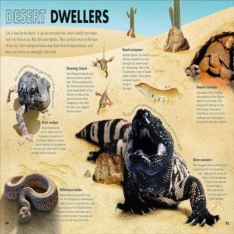 Everything You Need To Know About Frogs
