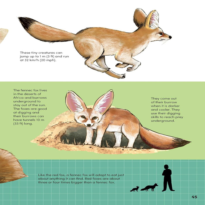 How Big? Animals-Encyclopedia-Sch-Toycra