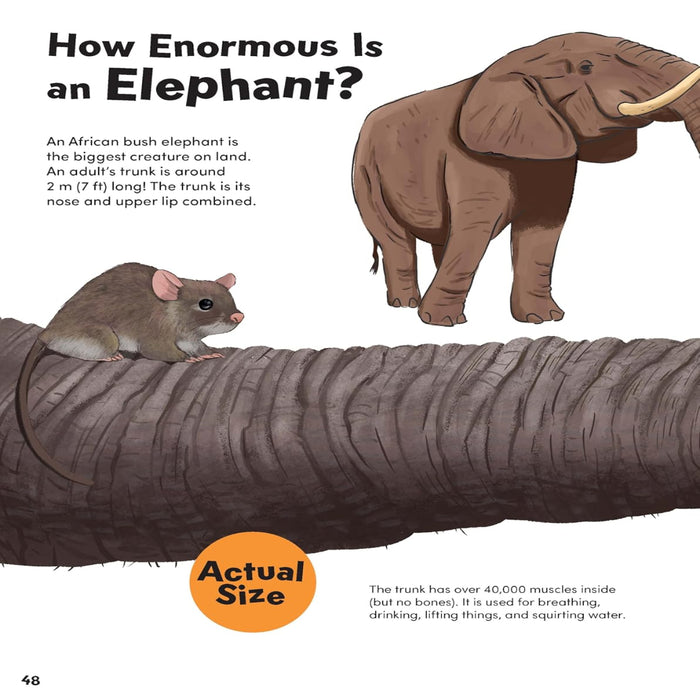 How Big? Animals-Encyclopedia-Sch-Toycra