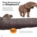 How Big? Animals-Encyclopedia-Sch-Toycra