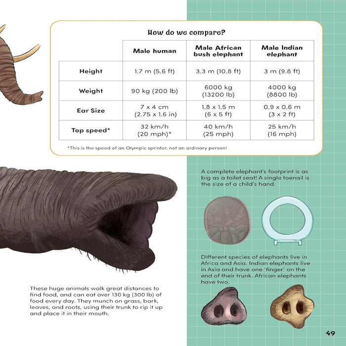 How Big? Animals-Encyclopedia-Sch-Toycra