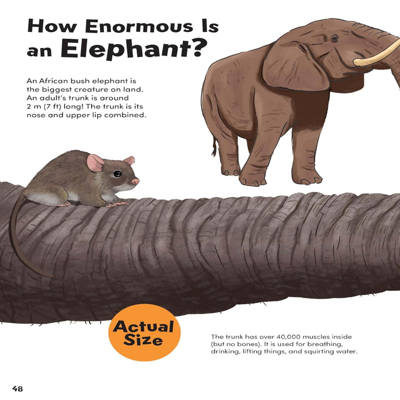 How Big? Animals
