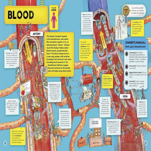 Human Body Factory-Encyclopedia-Pan-Toycra