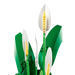 Lego 11504 Botanicals Peace Lily (474 Pieces)-Construction-LEGO-Toycra
