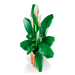 Lego 11504 Botanicals Peace Lily (474 Pieces)-Construction-LEGO-Toycra