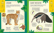 My Incredible Rainforest Expedition set (Book & Model)