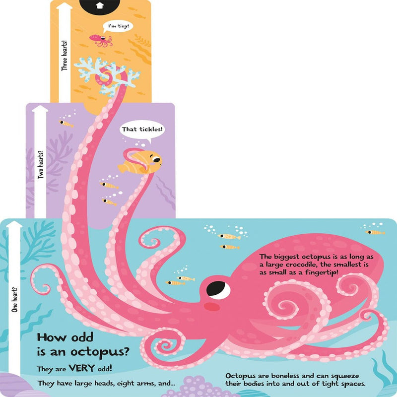 Slide And Seek Board Book
