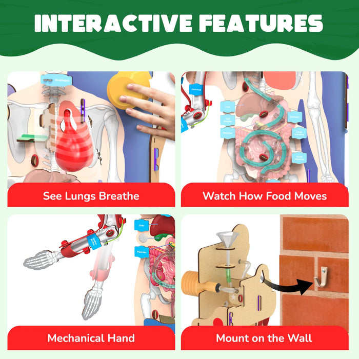 Smartivity Interactive Human Body-STEM toys-Smartivity-Toycra