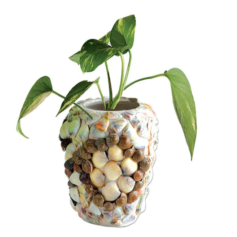 Toykraft Seashells Display Decors DIY Kit