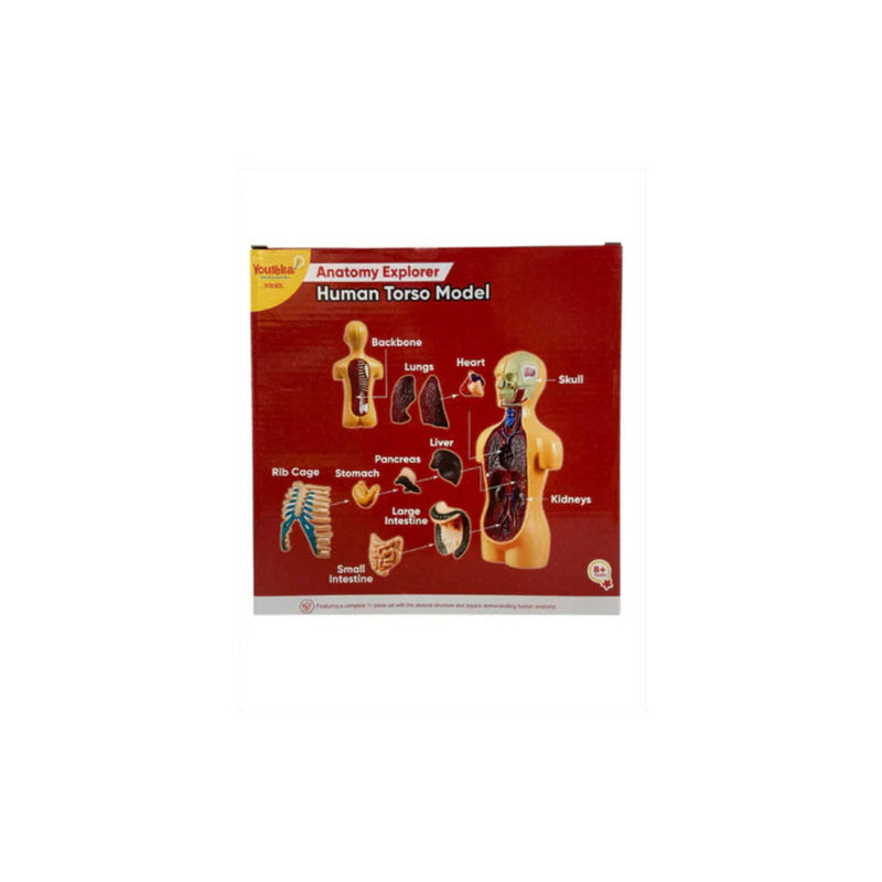 Youreka Anatomy Explore Human Torso Model