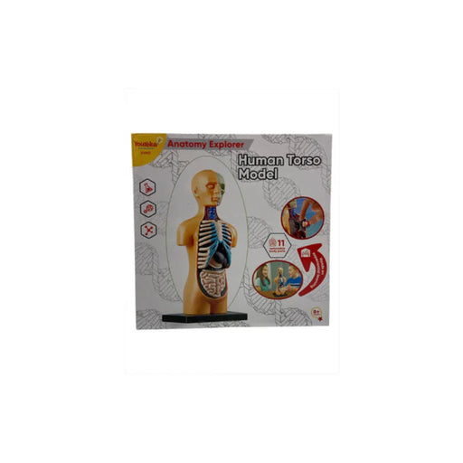 Youreka Anatomy Explore Human Torso Model-Learning & Education-Youreka-Toycra