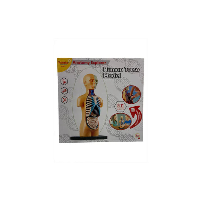 Youreka Anatomy Explore Human Torso Model-Learning & Education-Youreka-Toycra